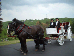 Horse-drawn buggy